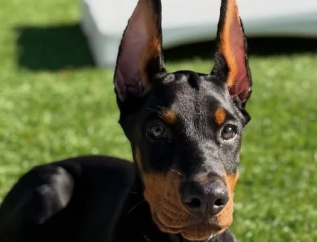doberman yavrular - 9021