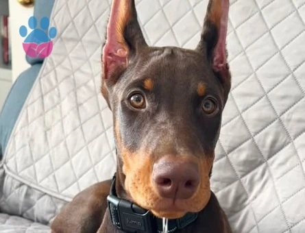 doberman yavrular - 9021 - Görsel 3
