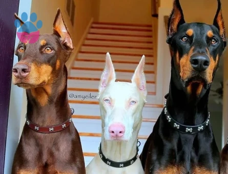 doberman yavrular - 9021 - Görsel 4