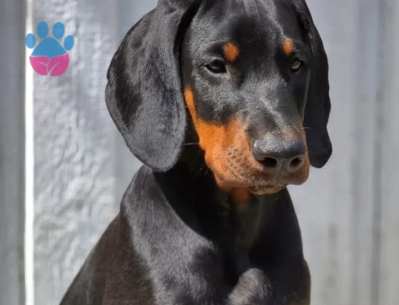 kizil renk doberman yavrulari - 9022