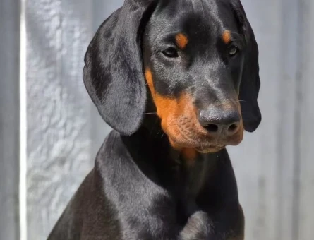 kizil renk doberman yavrulari - 9022