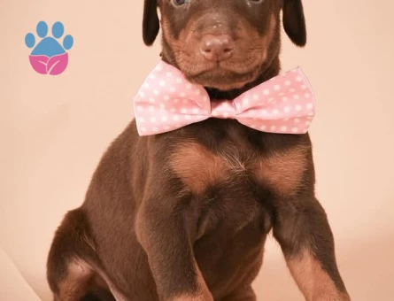 kizil renk doberman yavrulari - 9022 - Görsel 3