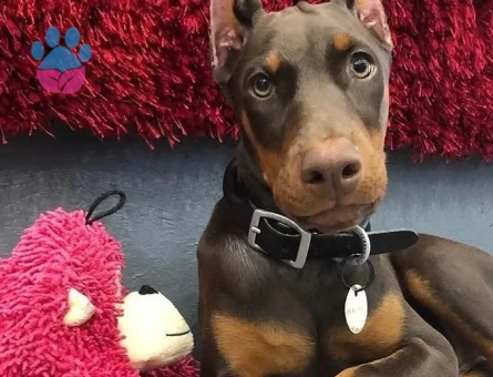 kizil renk doberman yavrulari - 9022 - Görsel 4