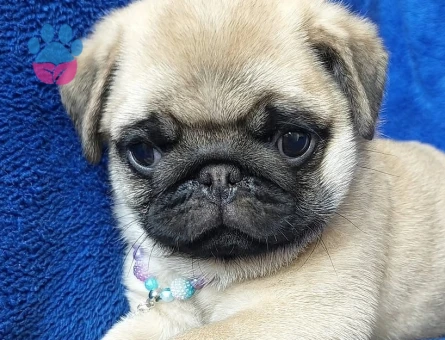 pug yavrular - 9023 - Görsel 2