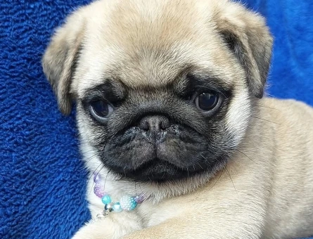 pug yavrular - 9023