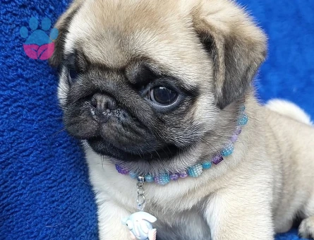 pug yavrular - 9023 - Görsel 3