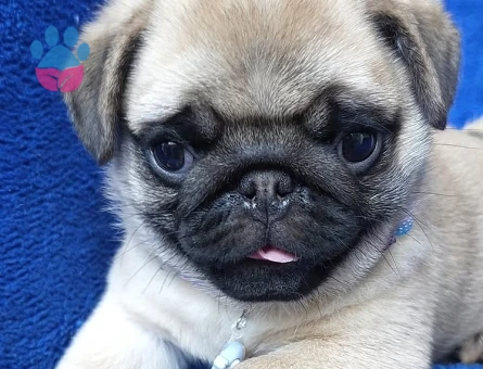 pug yavrular - 9023 - Görsel 4
