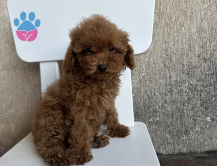 2,5 aylık toy poodle yavruları - 9025 - Görsel 3