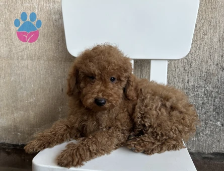 2,5 aylık toy poodle yavruları - 9025 - Görsel 2