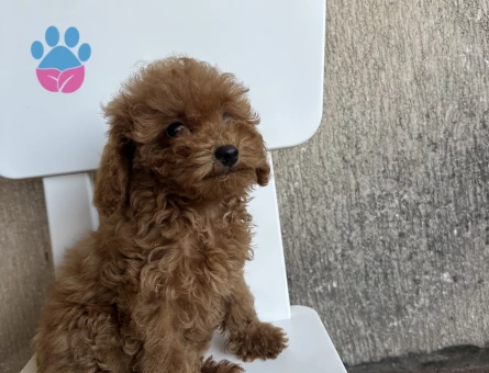 2,5 aylık toy poodle yavruları - 9025 - Görsel 4