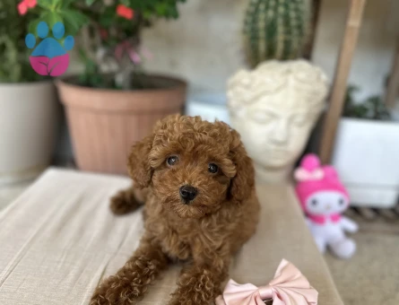 2,5 aylık toy poodle yavruları - 9025 - Görsel 5