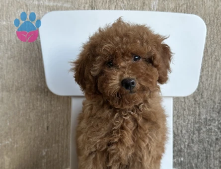 2,5 aylık toy poodle yavruları - 9025 - Görsel 7