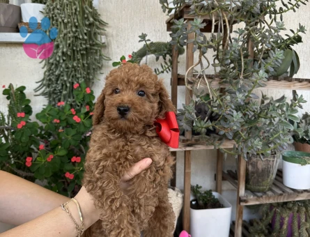 2,5 aylık toy poodle yavruları - 9025 - Görsel 8