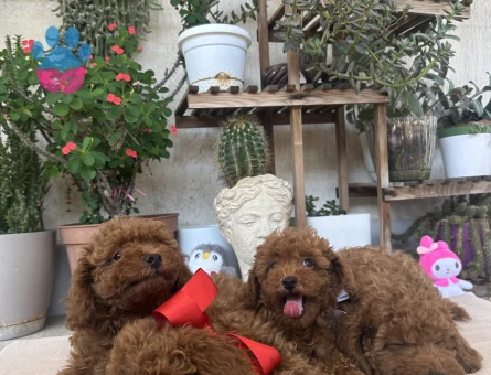 2,5 aylık toy poodle yavruları - 9025 - Görsel 6
