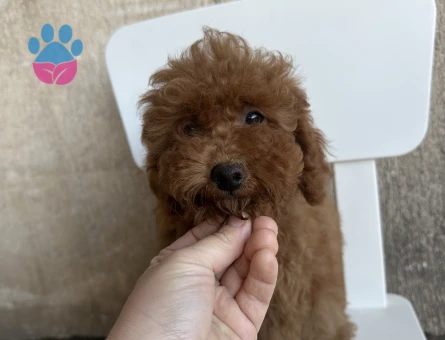 2,5 aylık toy poodle yavruları - 9025 - Görsel 9
