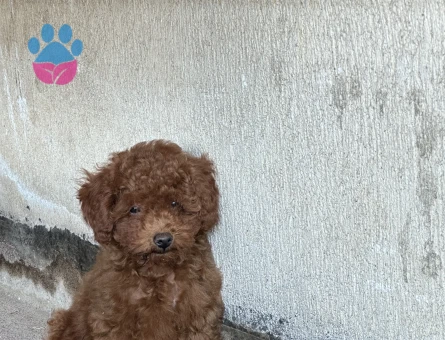 2,5 aylık toy poodle yavruları - 9025 - Görsel 10