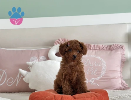 2,5 aylık toy poodle yavruları - 9025 - Görsel 11