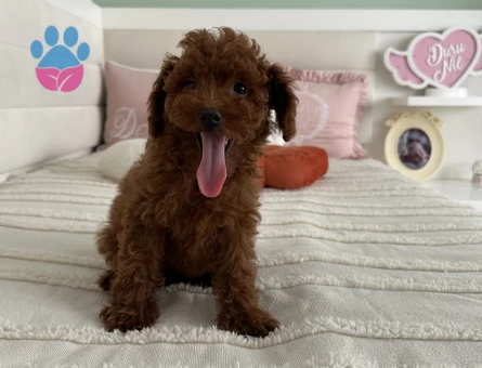 2,5 aylık toy poodle yavruları - 9025 - Görsel 12