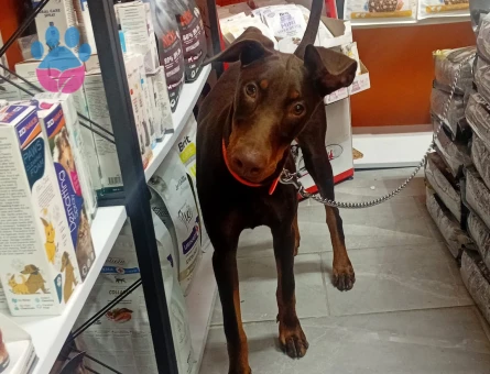 4 Aylık Kızıl Eğitimli Dişi Doberman King - 9027