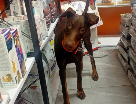 4 Aylık Kızıl Eğitimli Dişi Doberman King - 9027