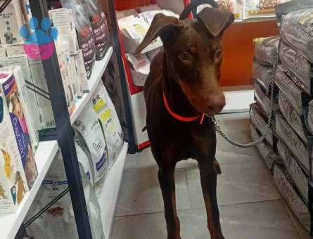 4 Aylık Kızıl Eğitimli Dişi Doberman King - 9027 - Görsel 3