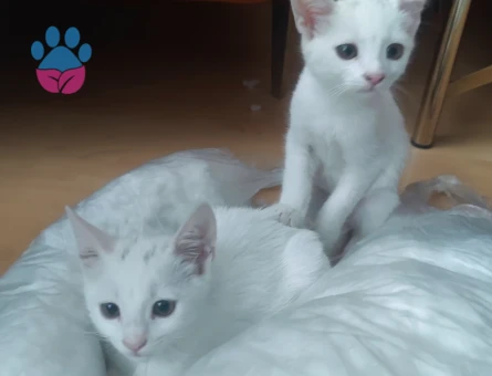 2 aylık kar beyaz - 9028 - Görsel 3