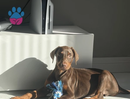 2 aylık kızıl doberman - 9029 - Görsel 2