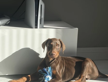 2 aylık kızıl doberman - 9029