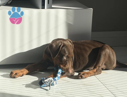 2 aylık kızıl doberman - 9029 - Görsel 3