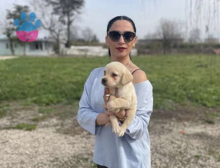 Golden retriver yavrularım sağlık ve garantilidir - 9032 - Görsel 3
