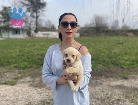 Golden retriver yavrularım sağlık ve garantilidir - 9032