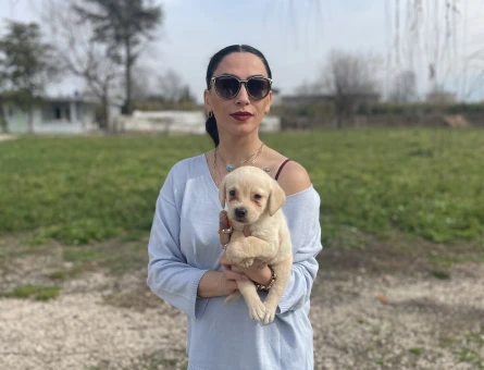 Golden retriver yavrularım sağlık ve garantilidir - 9032