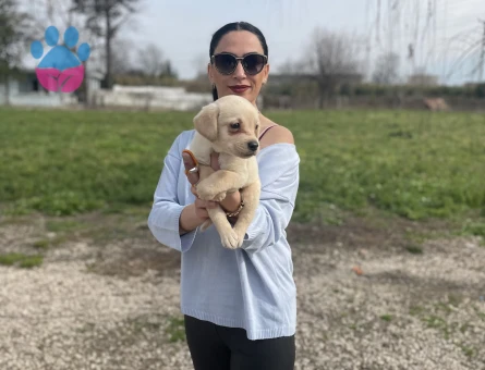 Golden retriver yavrularım sağlık ve garantilidir - 9032 - Görsel 4