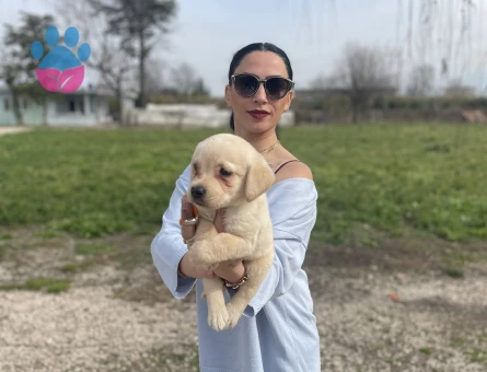 Golden retriver yavrularım sağlık ve garantilidir - 9032 - Görsel 5