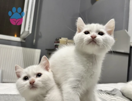 2,5 Aylık yavrularımız yuva arıyor - 9033 - Görsel 4