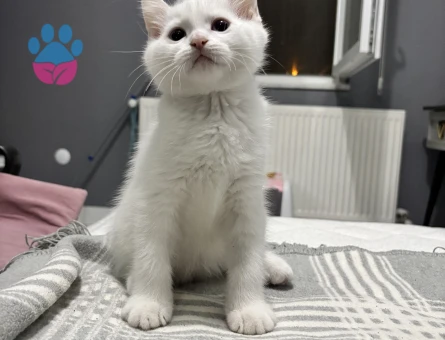 2,5 Aylık yavrularımız yuva arıyor - 9033 - Görsel 2