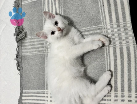 2,5 Aylık yavrularımız yuva arıyor - 9033 - Görsel 3
