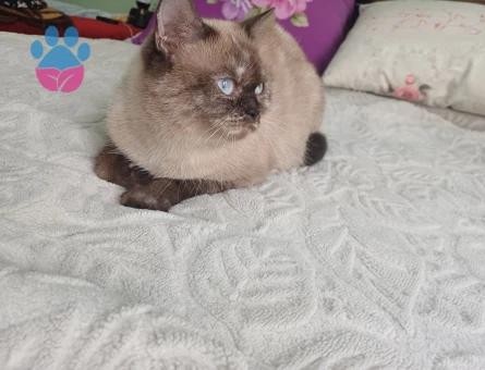 British Shorthair 2 Yaşında Yuva Arıyor - 9034 - Görsel 2