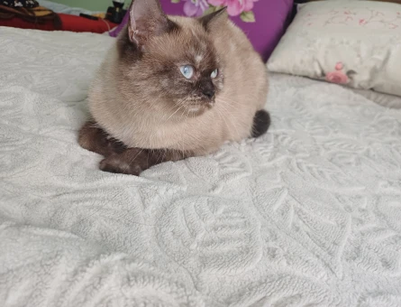 British Shorthair 2 Yaşında Yuva Arıyor - 9034