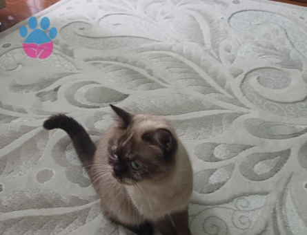 British Shorthair 2 Yaşında Yuva Arıyor - 9034 - Görsel 3