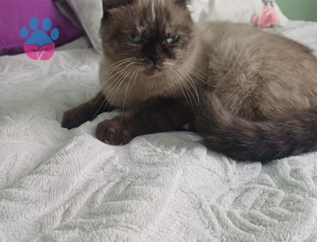 British Shorthair 2 Yaşında Yuva Arıyor - 9034 - Görsel 4