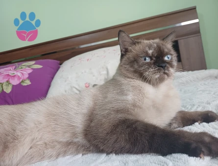 British Shorthair 2 Yaşında Yuva Arıyor - 9034 - Görsel 5