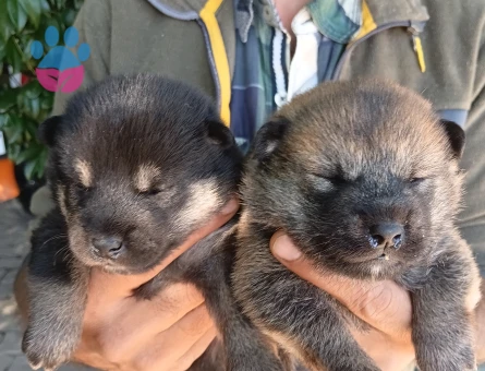 Shiba inu bebekler - 9035 - Görsel 3