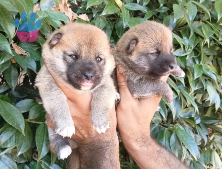 Shiba inu bebekler - 9035 - Görsel 4