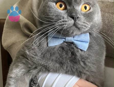 Dişi Scottish Fold 5 Aylık - 9038 - Görsel 2