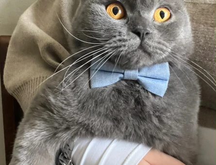 Dişi Scottish Fold 5 Aylık - 9038
