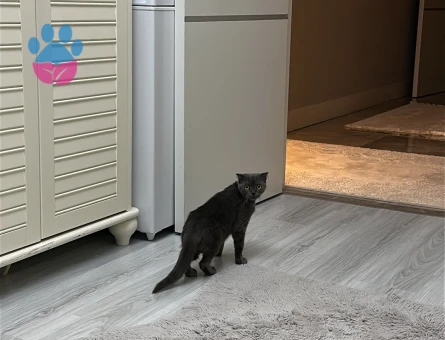 Dişi Scottish Fold 5 Aylık - 9038 - Görsel 3
