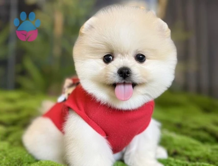 POMERANIAN ÜRETİM ÇİFTLİĞİNDEN - 9039 - Görsel 2