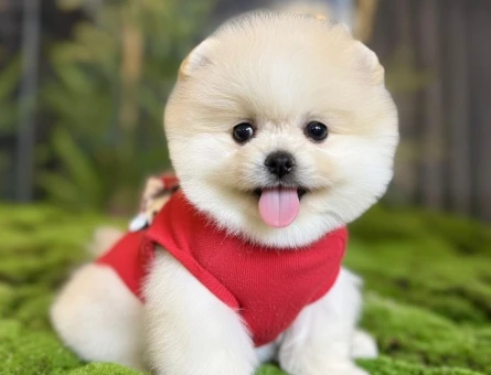 POMERANIAN ÜRETİM ÇİFTLİĞİNDEN - 9039