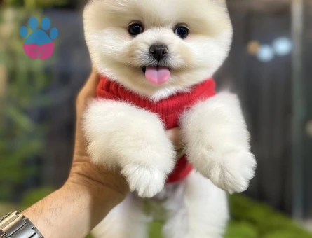 POMERANIAN ÜRETİM ÇİFTLİĞİNDEN - 9039 - Görsel 4
